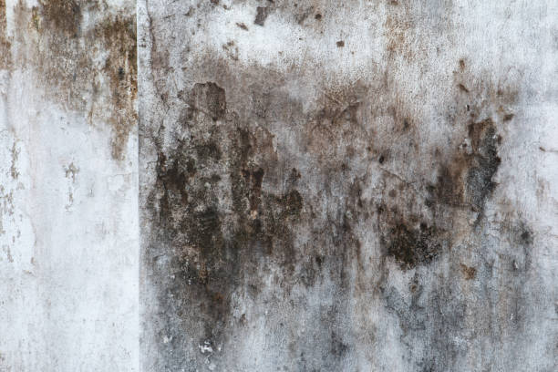 Best Mold Damage Restoration  in Seaside, OR