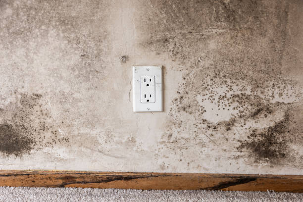Best Mold Remediation for Healthcare Facilities  in Seaside, OR