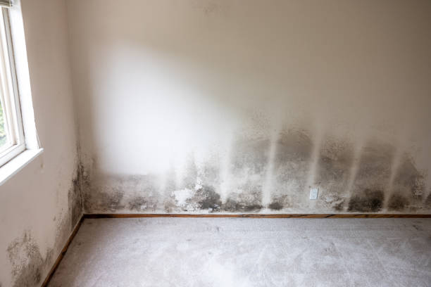 Best Post-Construction Mold Inspection  in Seaside, OR